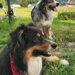 Miniature Australian Shepherd puppies from Victor Mini Aussies