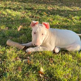 Roo - White Bull Terrier puppy in Nevada from Stonehouse Dogs