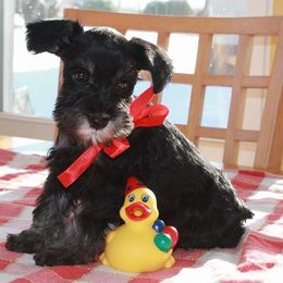 Miniature Schnauzer Puppies from Classic Miniature Schnauzers