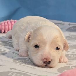 Rowena - Parti female Maltipoo puppy in Aurora, Missouri from KnJ Precious Paws LLC