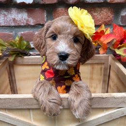 Taylor - Orange - Apricot female Australian Labradoodle puppy in Citrus Heights, California from Elite Blend Labradoodles