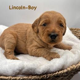Lincoln-Brown collar boy - Red  male Goldendoodle puppy in Lewisville, Texas from Zink Doodles