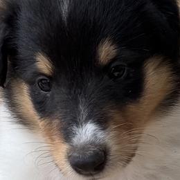 Collie Puppies from Hedge Haven Farm