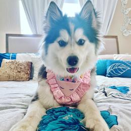 Lucy - Pomsky