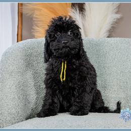 Gunney - Black female Cockapoo puppy in Connersville, Indiana from Deaz Doodle Ranch