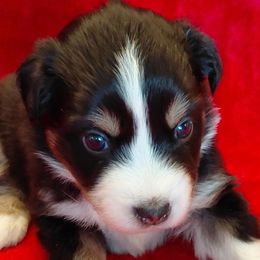 Mulan - Black tri female Miniature American Shepherd puppy in San Benito, Texas from Vaquera's Miniature American Shepherds