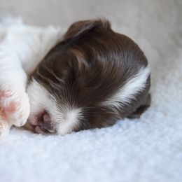 Australian Labradoodle Puppies from Australian Heritage Labradoodles