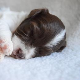 Australian Labradoodle Puppies from Australian Heritage Labradoodles