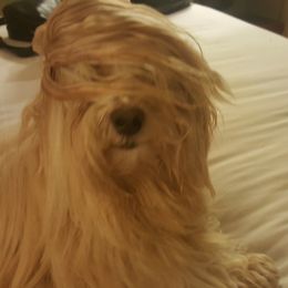 Deacon - Havanese