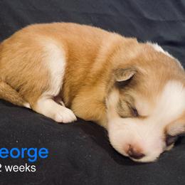 George - Red and white male Pomsky puppy in Winston, Oregon from Arctic Tails Spitz