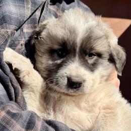 Victoria- red - Badger female Colorado Mountain Dog puppy in Cotopaxi, Colorado from Once Upon A Moose (OUM)