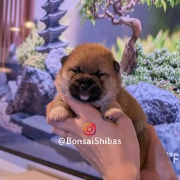 MOJO - Red male Shiba Inu puppy in Minnesota from BonsaiShibas