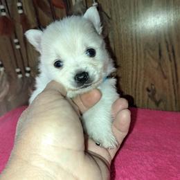 Boy 2 - White male Pomeranian puppy in Lore City, Ohio from Tonia's Pomeranians