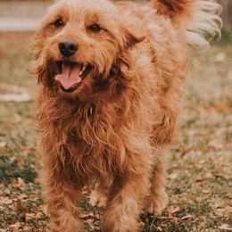 Goldendoodles and Poodles from Fancy Goldendoodles and Poodles