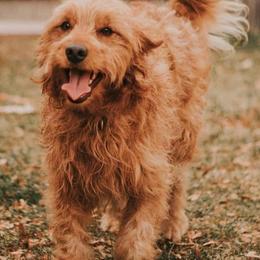 Goldendoodles and Poodles from Fancy Goldendoodles and Poodles