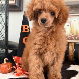 Lucas - Red  male Poodle puppy in Kidder, South Dakota from Continental Cavaliers