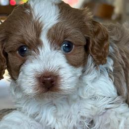 Stone - Blenheim male Cavapoo puppy in Yuciapa, California from AlltheDoodlez_