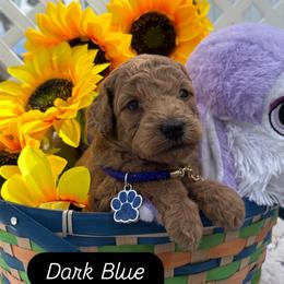Atlas (Dark Blue) - Cream male Goldendoodle puppy in Miami, Florida from Katy's Toy Poodles