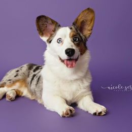 Cardigan Welsh Corgi Puppies from Wasatch