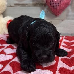 Rhett - Black male Cockapoo puppy in Richton, Mississippi from Magnolia Hill Doodles