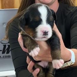 Pink Collar Girl - Black rust and white female Bernese Mountain Dog puppy in Bristol, Tennessee from Holston Hollow Farm