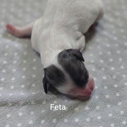 Feta - Parti female Goldendoodle puppy in Crawfordsville, Iowa from DoodleBlessings