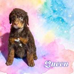 Queen - Phantom female Poodle puppy in Pink Hill, North Carolina from Boodle's Standard Poodles