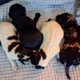 Double Doodle puppies from Kingwood Doodles