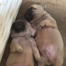 Puppy 2 - Fawn female Pug puppy in Watseka, Illinois from Jakes Lil Country Kennels