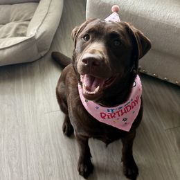Labrador Retriever Puppies from Rose Gold Retrievers