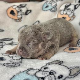 Girl 1 - Tricolors female French Bulldog puppy in Colorado Springs, Colorado from Sun Mountain Frenchies