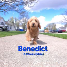 Benedict - Red male Labradoodle puppy in Genoa City, Wisconsin from Sakura Pups
