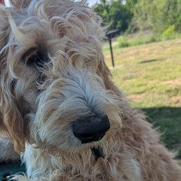 Boy 5 - Cream Goldendoodle puppy in Texas from Hoppi Sensory Doodles