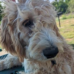 Boy 5 - Cream Goldendoodle puppy in Texas from Hoppi Sensory Doodles