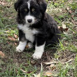 Teddy - Black tri-color male Australian Shepherd puppy in Orlando, Florida from Skaky Shepherds