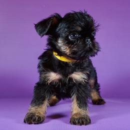 Yellow Collar Girl - Black and tan female Brussels Griffon puppy in Florida from Robin’s Griffons