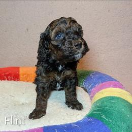 Flint - Black and tan male Cockapoo puppy in Sunset, Louisiana from Cano Cockapoos