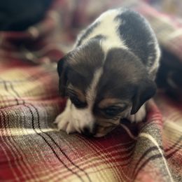 Half and half - Beagle puppy in Wyoming from Tammie Neville's Beagles