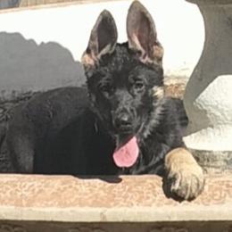 Hank - Black and cream male German Shepherd puppy in Red Bluff, California from Ruby's Corgi's
