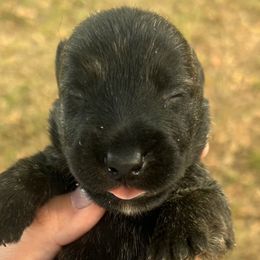 Bryson - Brindle male Scottish Terrier puppy in Chattanooga, Tennessee from Oodles of Cuties!