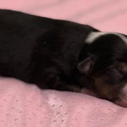 Girl 2 - Black tri female Miniature Australian Shepherd puppy in Bogata, Texas from Maple Creek Run