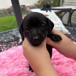 REBA - Black female Dachshund puppy in Channahon, Illinois from Lord Frank’s Mini Weeniers