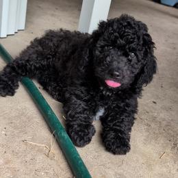 Birch - Black male Saint Berdoodle puppy in Garland, Texas from Brewer's Doodles and French Bulldogs