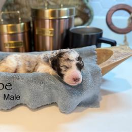 Joe - Chocolate merle male Bernedoodle puppy in Rome, Georgia from Victoria’s Designer Doodles
