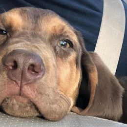 Basset Hounds and Bloodhounds from HNH Hounds