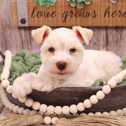 Lightning McQueen - Parti male Miniature Schnauzer puppy in Dorr, Michigan from Enchanted Paws