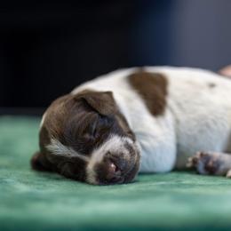 Pink Girl - Liver and white female German Shorthaired Pointer puppy in Bryan, Texas from Ehrenvogel and Bessdach Kennels