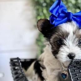 Biewer Terriers, Morkies, and Yorkshire Terriers from Kimora’s Kreation’s Kennel
