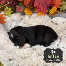 Toffee - Black tri-color male Australian Shepherd puppy in El Dorado Springs, Missouri from OR Aussies