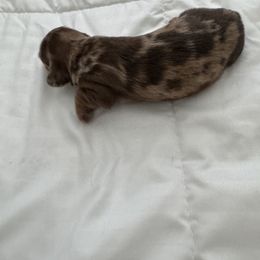 Dachshund Puppies from Twinkle Dachs